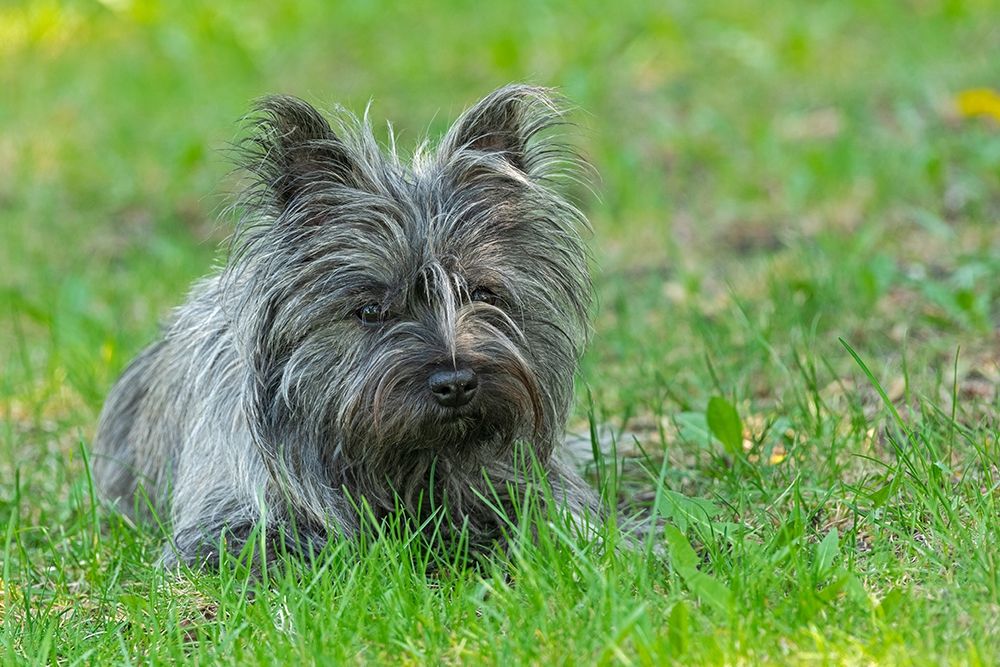 Canada-Manitoba-Winnipeg Pedigree Cairn terrier female close-up art print by Jaynes Gallery for $57.95 CAD