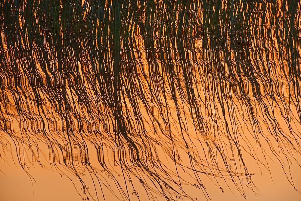 Canada-Manitoba-Riding Mountain National Park Close-up of reeds reflecting in Lake Audy at sunset art print by Jaynes Gallery for $57.95 CAD
