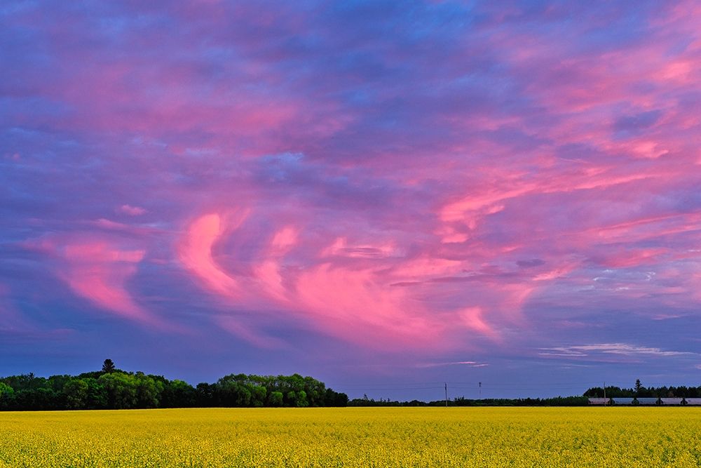 Canada-Manitoba-Dugald Clouds at sunset on prairie art print by Jaynes Gallery for $57.95 CAD