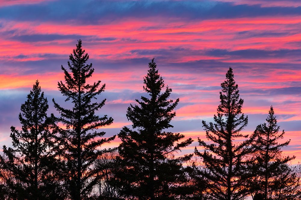 Canada-Manitoba-Birds Hill Provincial Park. Sunset silhouettes evergreen trees. art print by Jaynes Gallery for $57.95 CAD