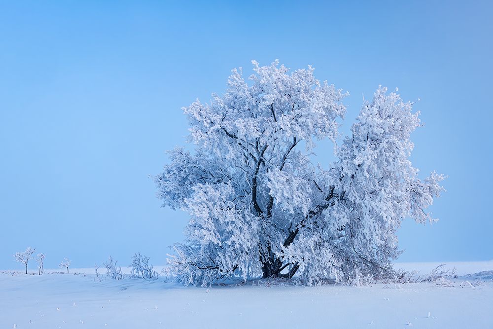 Canada-Manitoba-Oakbank Hoarfrost-covered maple trees art print by Jaynes Gallery for $57.95 CAD