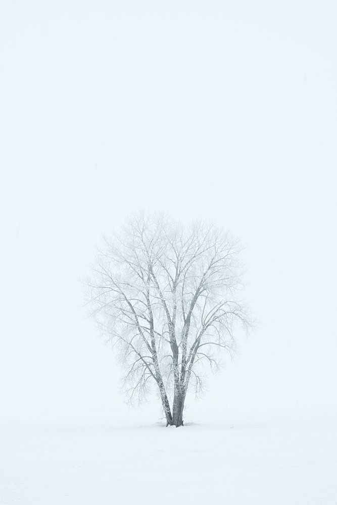Canada-Manitoba-Dugald Hoarfrost-covered plains cottonwood tree in fog art print by Jaynes Gallery for $57.95 CAD