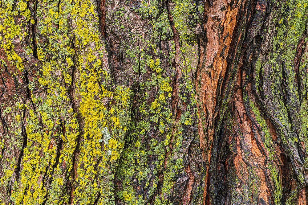 Canada-Manitoba-Winnipeg Lichens on maple tree art print by Jaynes Gallery for $57.95 CAD