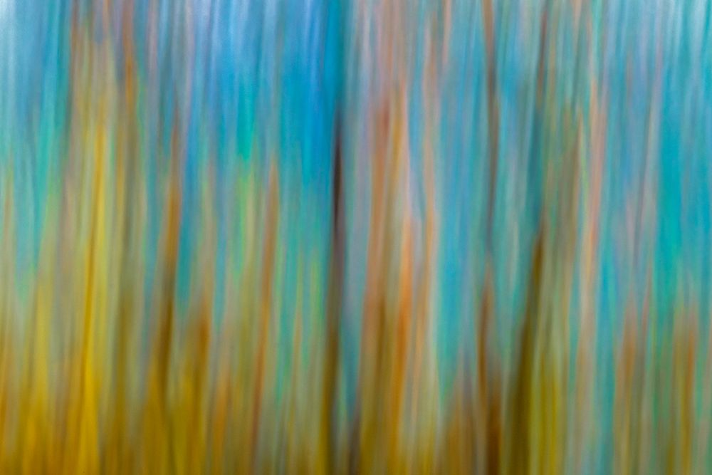 Canada-Manitoba-Winnipeg Abstract of trees in Seine River Forest art print by Jaynes Gallery for $57.95 CAD