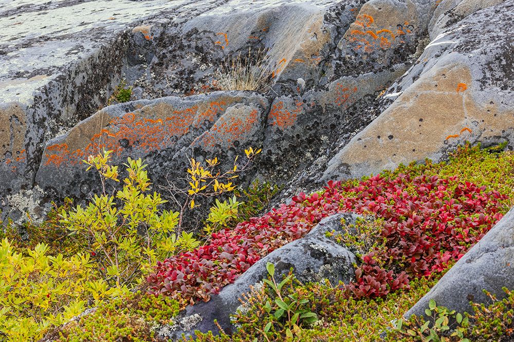 Arctic tundra details in early autumn in Northern Manitoba art print by Ken Archer for $57.95 CAD
