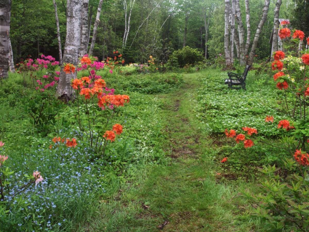 Canada, New Brunswick, garden and forest art print by Ellen Anon for $57.95 CAD