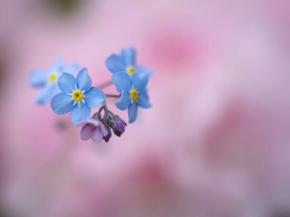 Canada, New Brunswick Forget-me-not flowers art print by Ellen Anon for $57.95 CAD