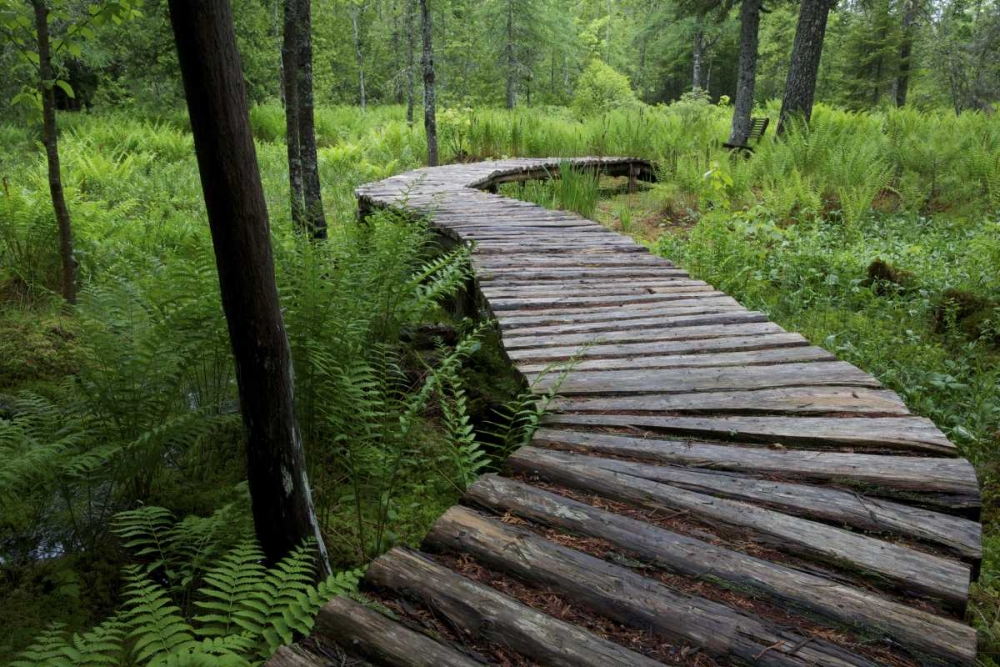 Canada, New Brunswick Log walkway in forest art print by Ellen Anon for $57.95 CAD