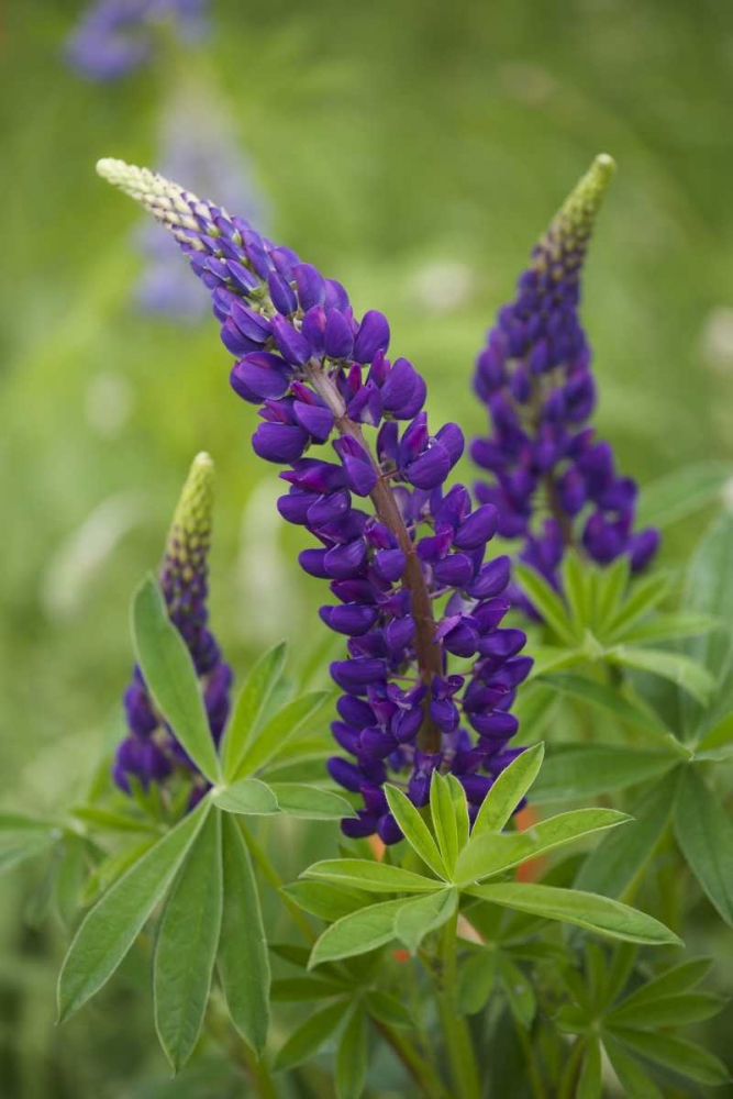Canada, New Brunswick Lupine flowers art print by Ellen Anon for $57.95 CAD