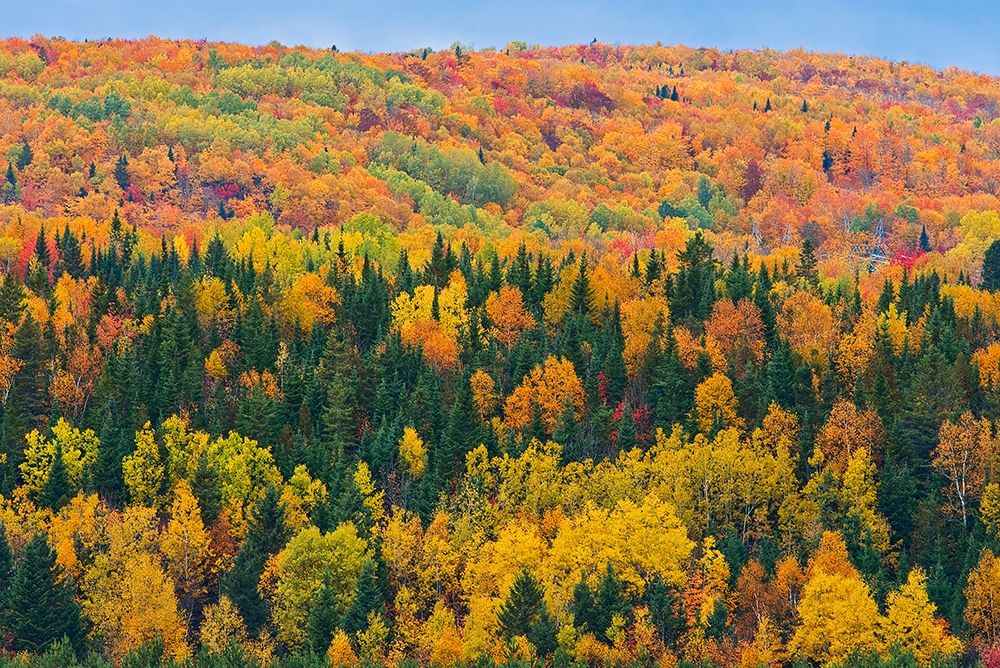 Canada-New Brunswick-Aroostook Acadian forest in autumn foliage art print by Jaynes Gallery for $57.95 CAD