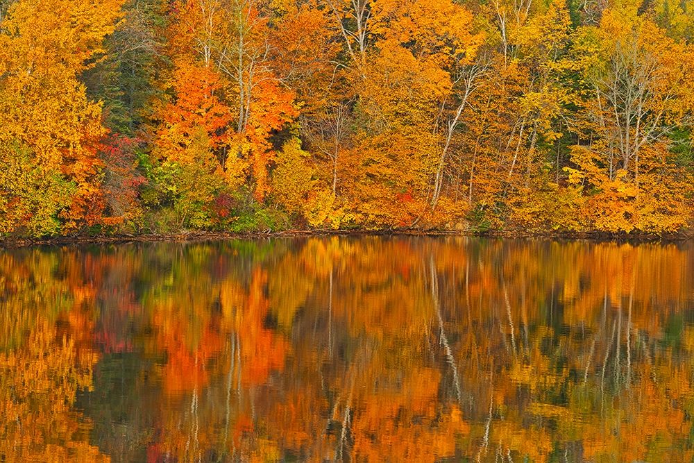 Canada-New Brunswick-Mactaquac Autumn forest reflected in Saint John River art print by Jaynes Gallery for $57.95 CAD