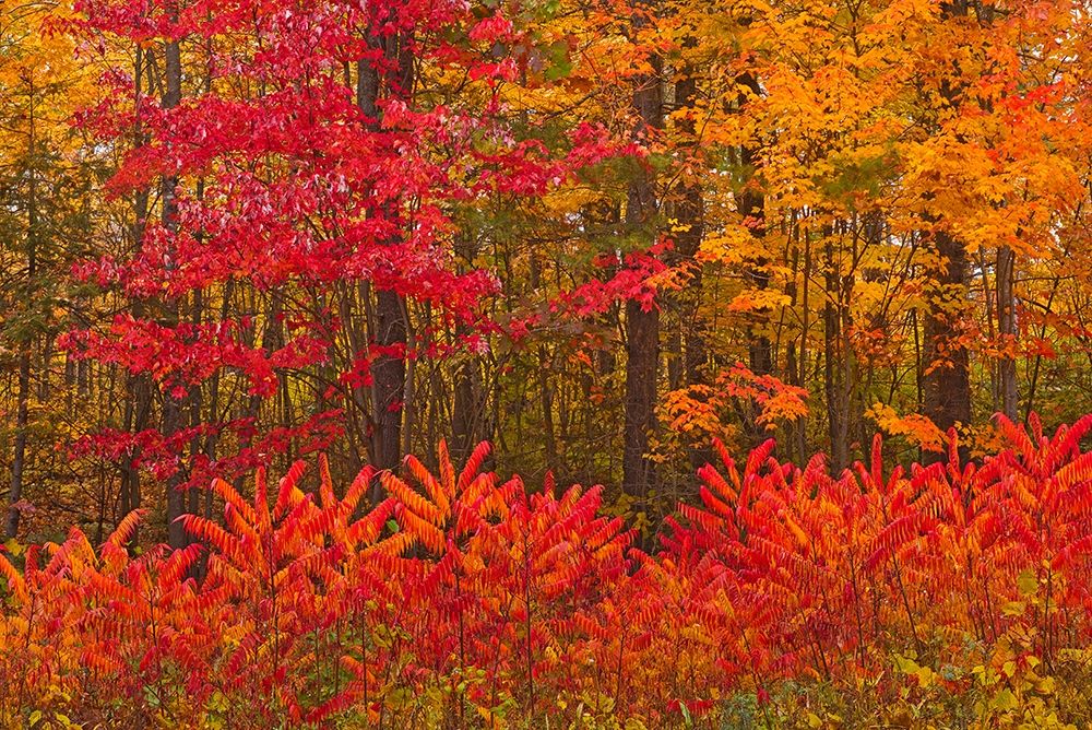 Canada-New Brunswick-Woodstock Forest in autumn foliage art print by Jaynes Gallery for $57.95 CAD