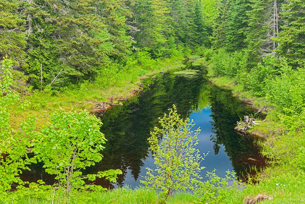 Canada-New Brunswick-Kouchibouguac National Park Landscape with pond in springtime art print by Jaynes Gallery for $57.95 CAD