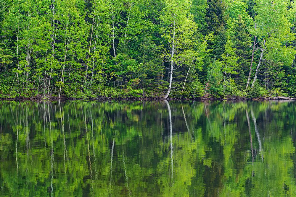Canada-New Brunswick-Kouchibouguac National Park Spring forest reflections in lake art print by Jaynes Gallery for $57.95 CAD