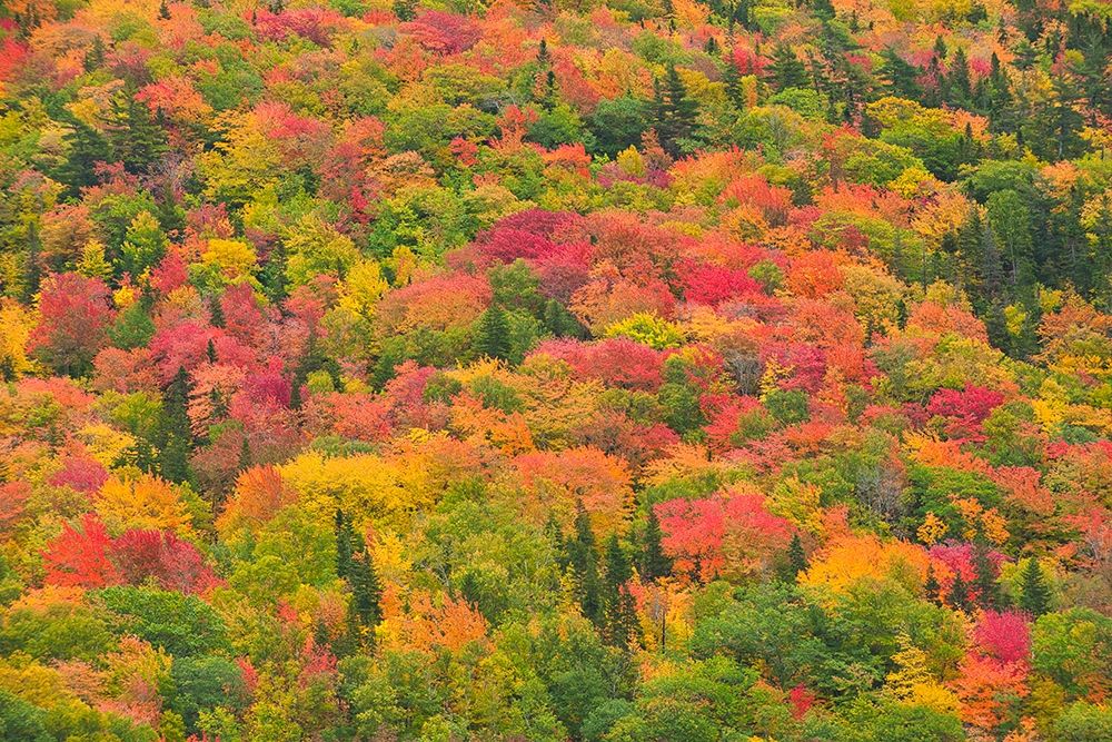 Canada-Nova Scotia-Cape Breton Island Forest in autumn foliage art print by Jaynes Gallery for $57.95 CAD