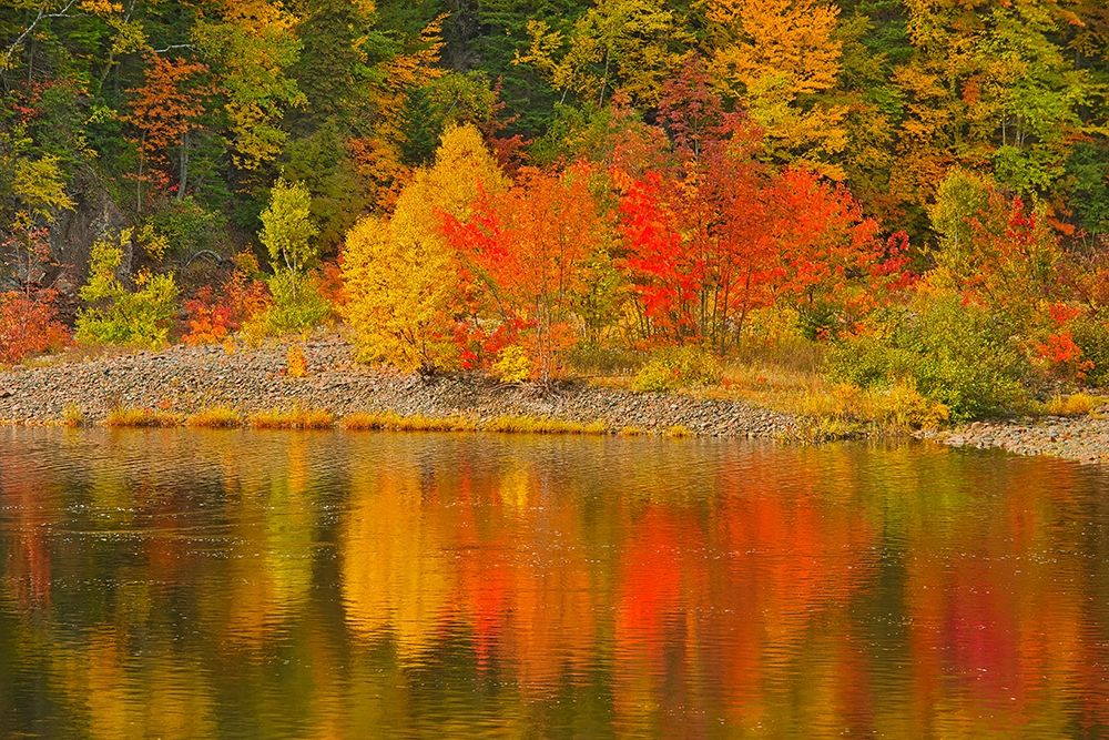 Canada-Nova Scotia Indian Brook and forest in autumn art print by Jaynes Gallery for $57.95 CAD