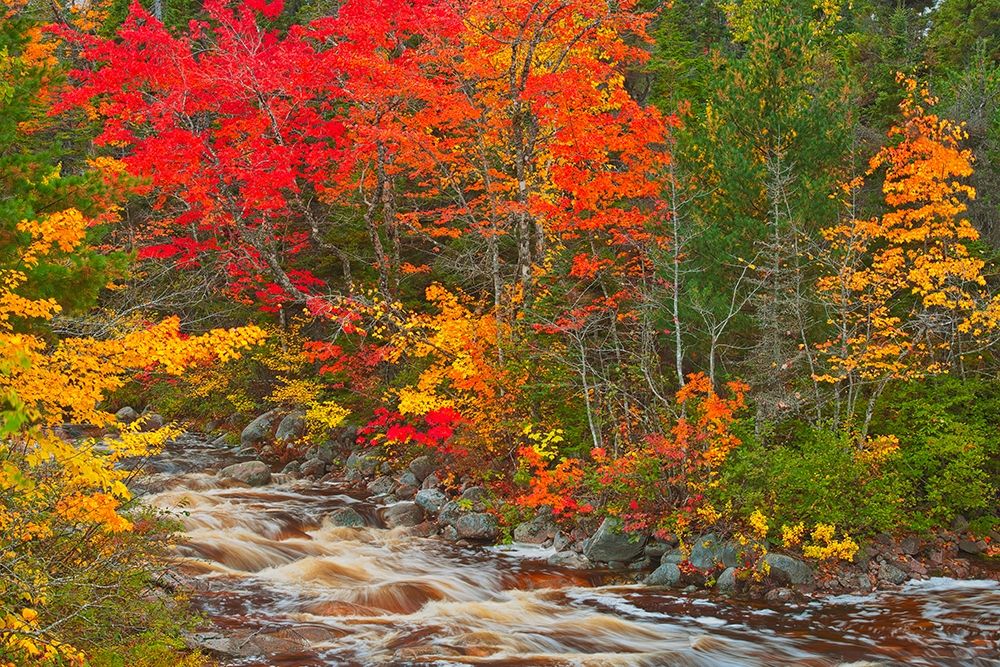 Canada-Nova Scotia Mary-Anne Falls and forest in autumn foliage art print by Jaynes Gallery for $57.95 CAD