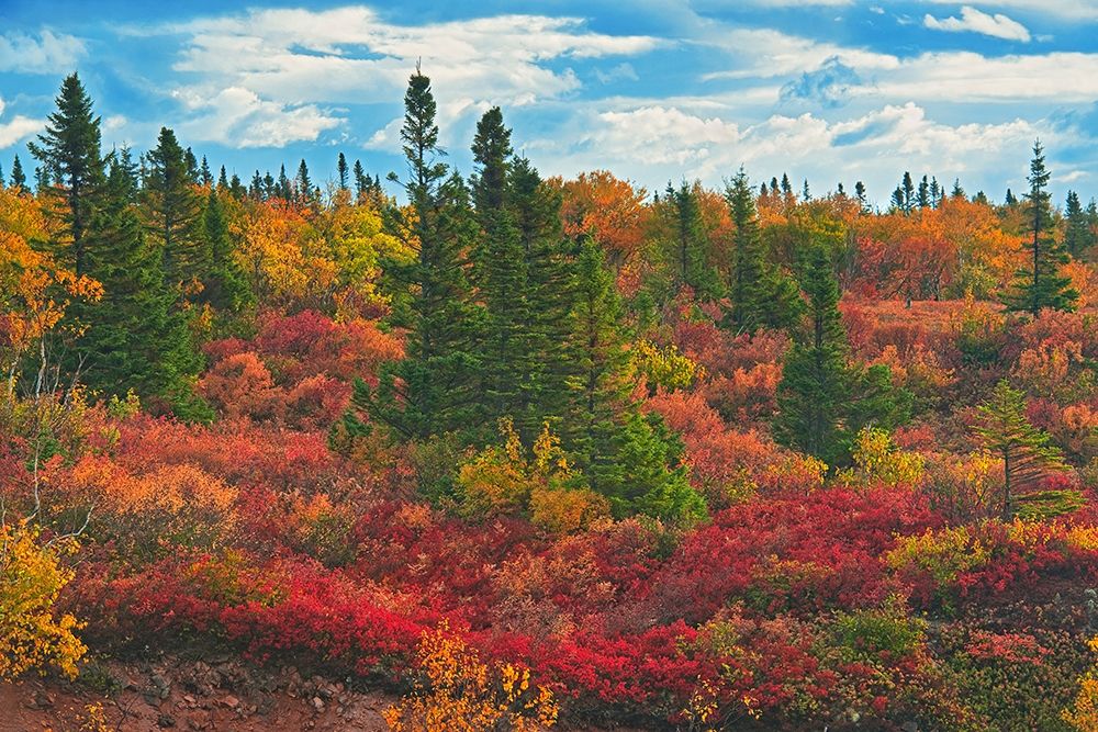 Canada-Nova Scotia-Cape Breton Island Forest in autumn foliage art print by Jaynes Gallery for $57.95 CAD