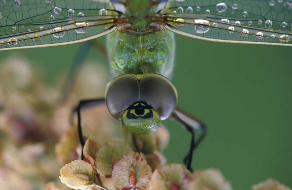 Canada, Ontario, Green Darner on flower art print by Nancy Rotenberg for $57.95 CAD