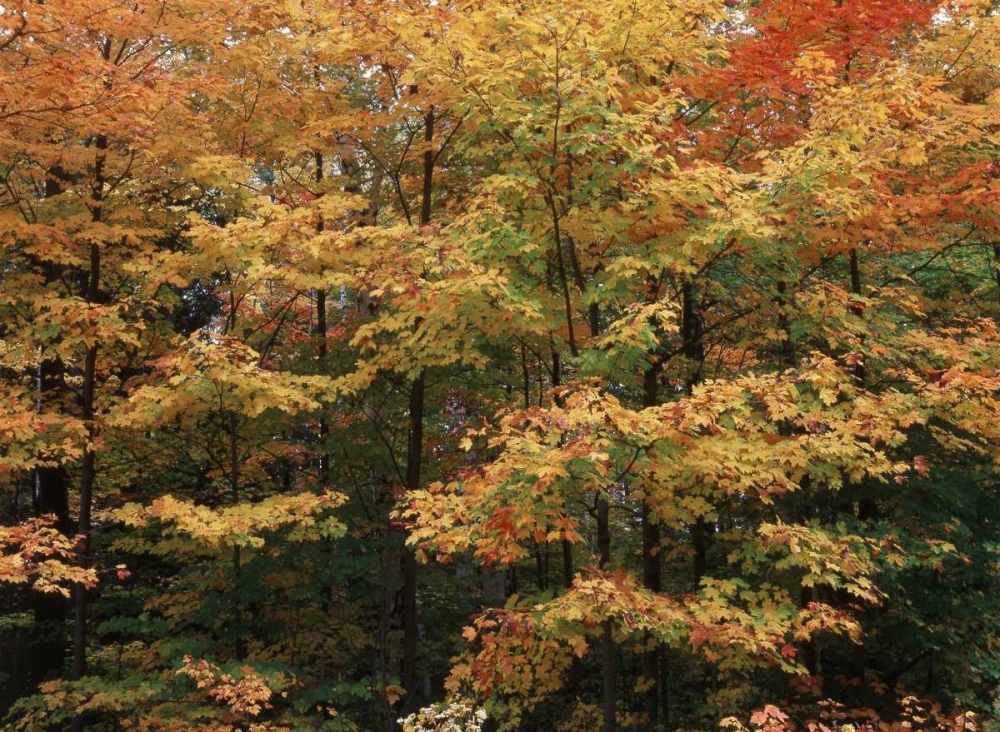 Canada, Ontario, Gravenhurst, forest in autumn art print by Mike Grandmaison for $57.95 CAD