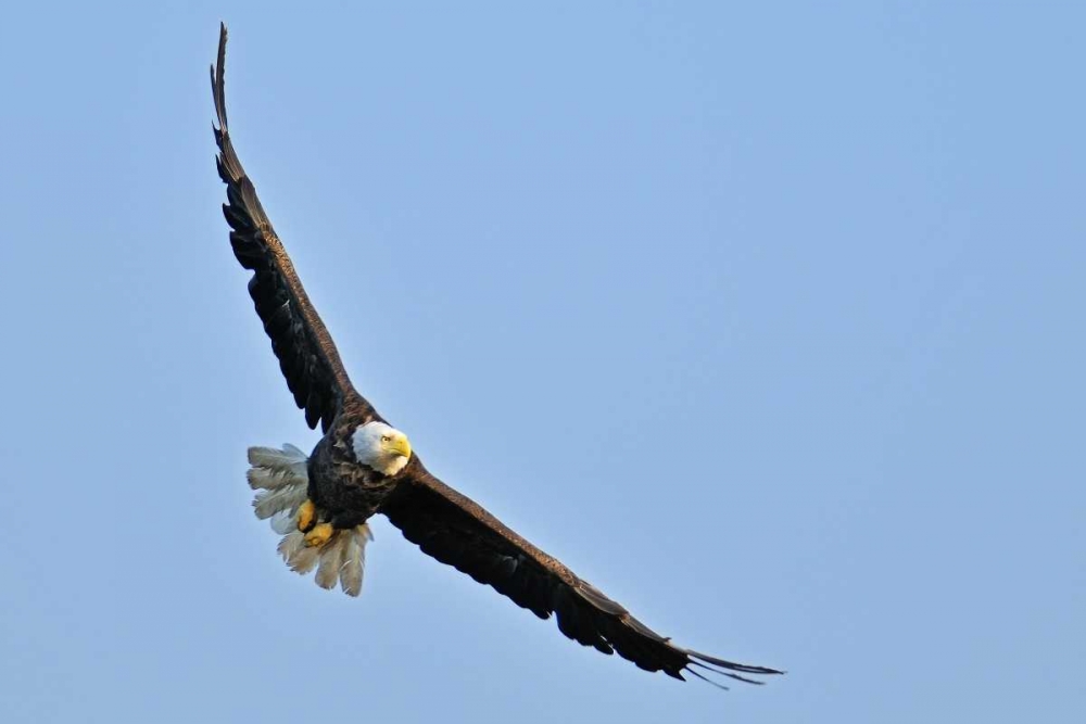 Canada, Ontario, Ear Falls Bald Eagle in flight art print by Mike Grandmaison for $57.95 CAD