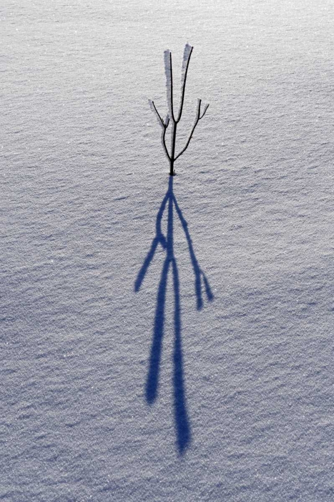 Canada, Ontario, Bourget Plant shadow on snow art print by Mike Grandmaison for $57.95 CAD