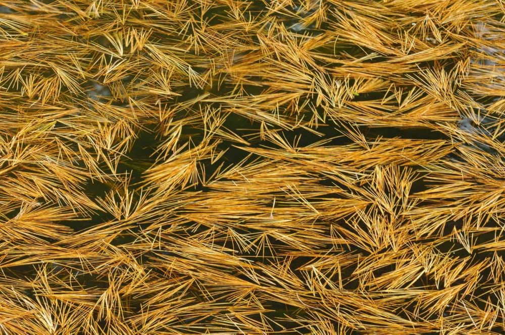 Canada, Ontario Fallen pine needles in water art print by Mike Grandmaison for $57.95 CAD