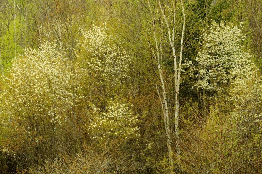 Canada, Utterson Serviceberry in spring foliage art print by Mike Grandmaison for $57.95 CAD