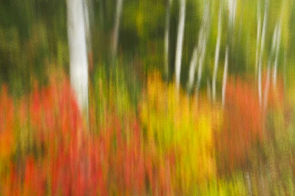 Canada, Ontario, Algonquin PP Autumn scenic art print by Mike Grandmaison for $57.95 CAD