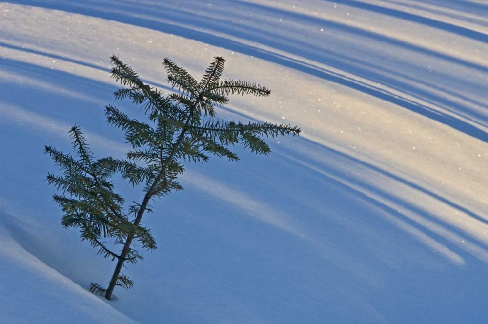 Canada, Ontario Balsam fir sapling in snow art print by Mike Grandmaison for $57.95 CAD
