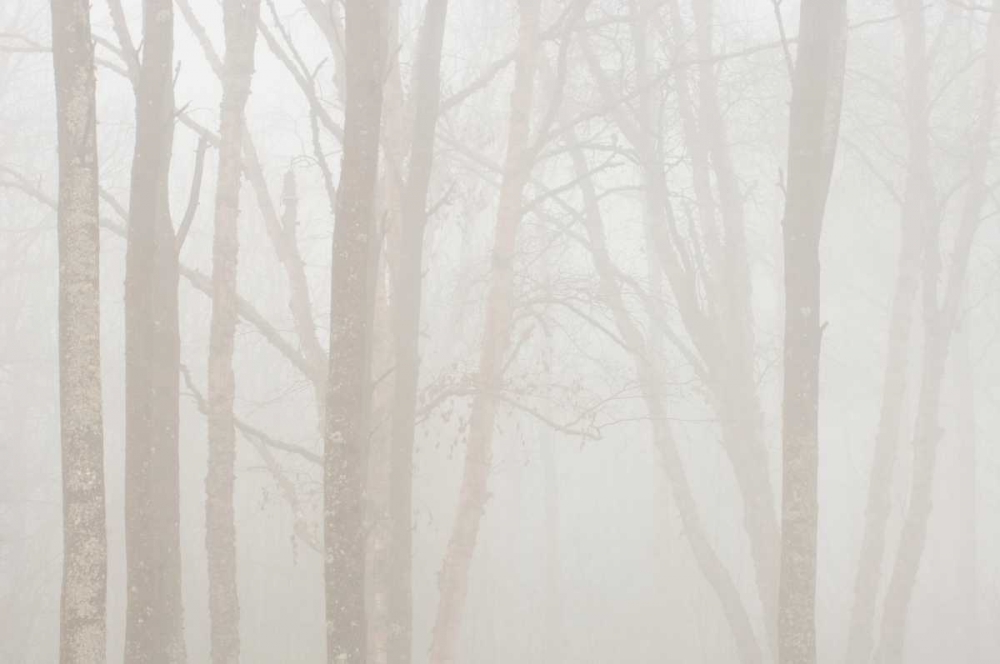 Canada, Ontario Trees in fog by Lake Superior art print by Mike Grandmaison for $57.95 CAD
