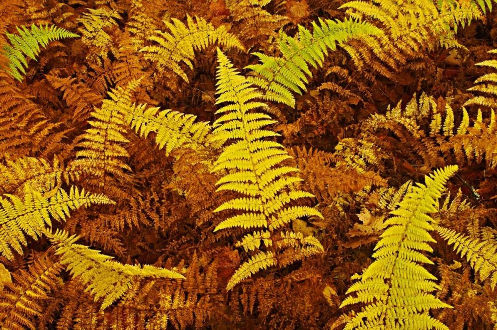 Canada, Ontario, Baysville Wood ferns in autumn art print by Mike Grandmaison for $57.95 CAD