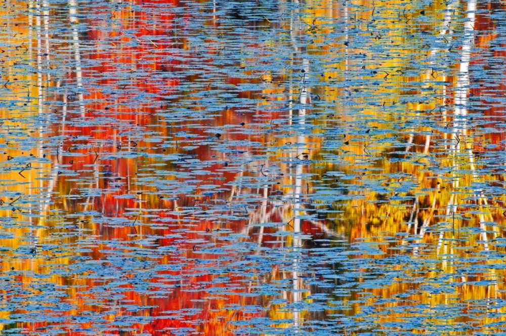 Canada, Ontario, Minden Autumn reflects in pond art print by Mike Grandmaison for $57.95 CAD