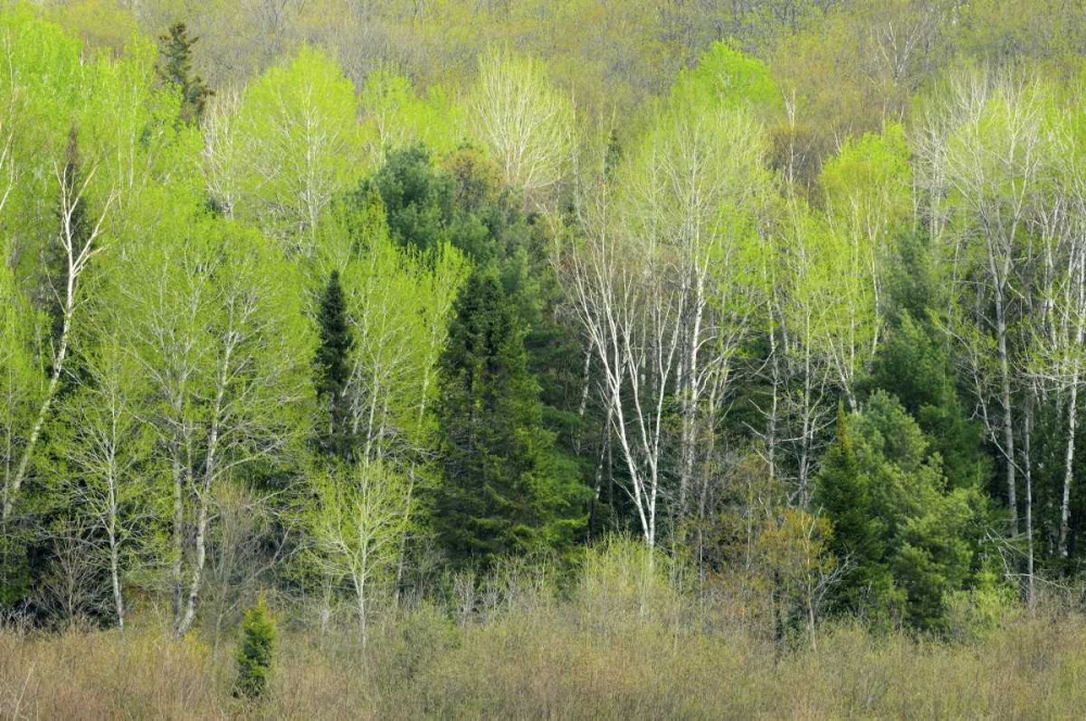 Canada, Ontario, Utterson Forest in spring art print by Mike Grandmaison for $57.95 CAD