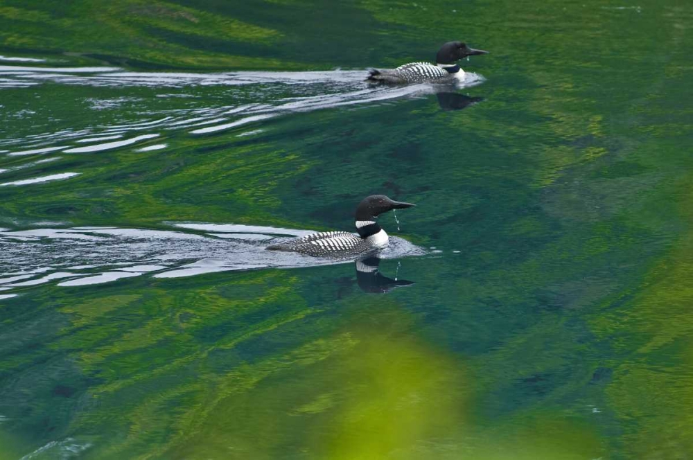Canada, Ontario Common loons on Killarney Lake art print by Mike Grandmaison for $57.95 CAD