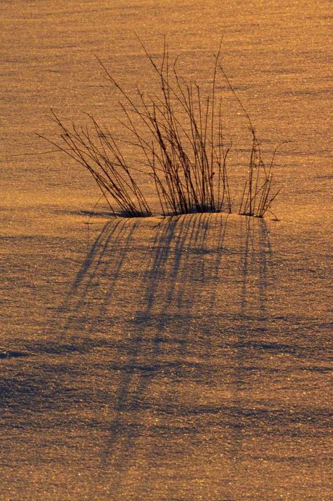 Canada, Ontario, Hope Bay Grasses at sunset art print by Mike Grandmaison for $57.95 CAD