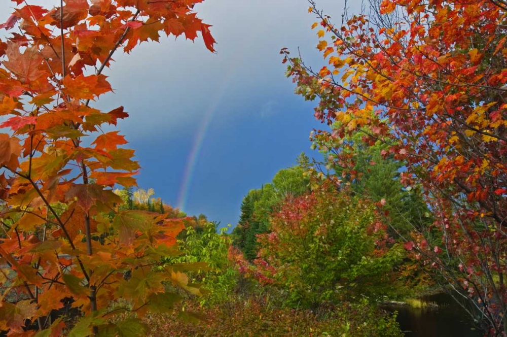 Canada, Ontario Rainbow and maples in autumn art print by Mike Grandmaison for $57.95 CAD