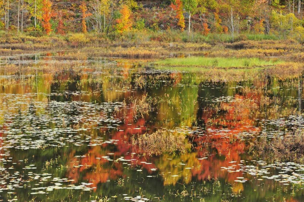 Canada, Minden Reflection of autumn  in pond art print by Mike Grandmaison for $57.95 CAD
