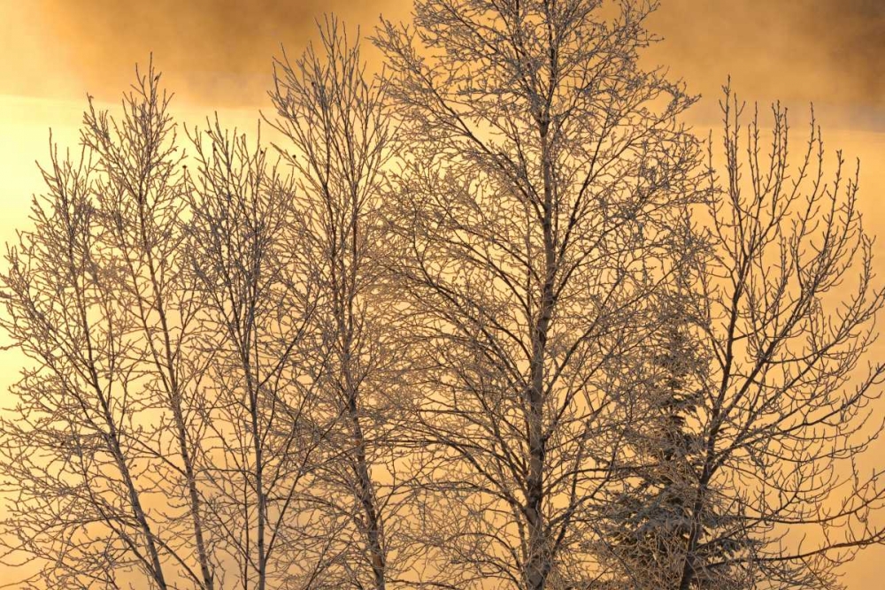 Canada, Ear Falls Poplar in hoarfrost at sunrise art print by Mike Grandmaison for $57.95 CAD
