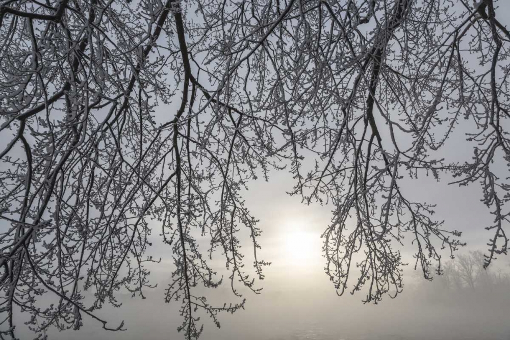 Canada, Ottawa Frosty limbs and fog-shrouded sun art print by Bill Young for $57.95 CAD