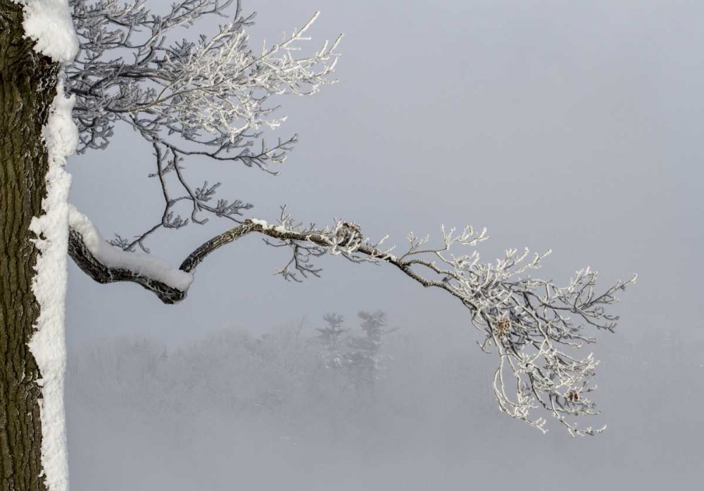 Canada, Ottawa, Frosty branches in fog art print by Bill Young for $57.95 CAD