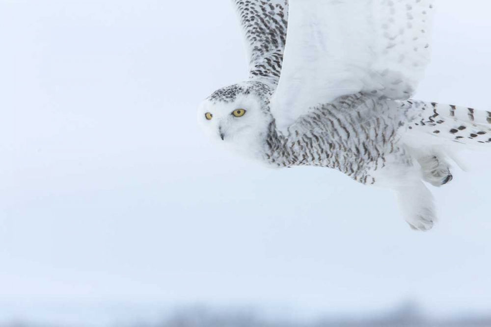 Canada, Ontario, Barrie Snowy owl in flight art print by Jim Zuckerman for $57.95 CAD