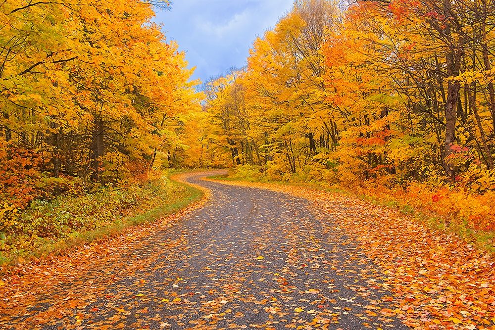 Canada-Ontario Country road through forest art print by Jaynes Gallery for $57.95 CAD