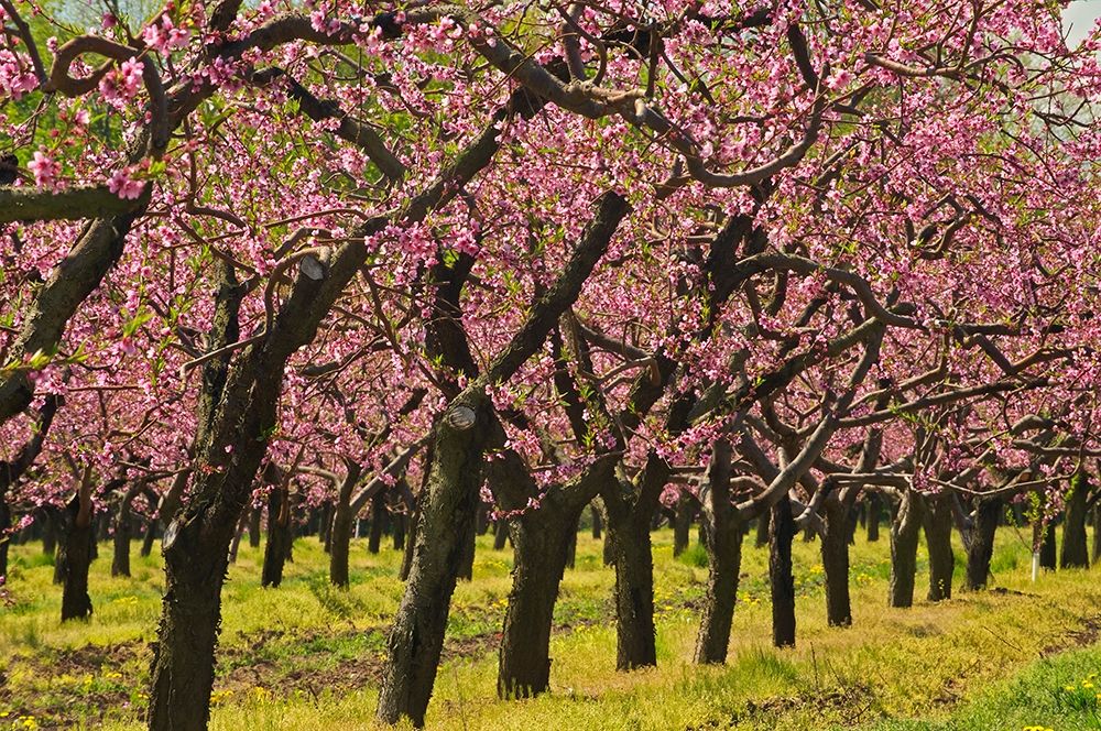 Canada-Ontario-Grimsby Peach orchard blooming in spring art print by Jaynes Gallery for $57.95 CAD