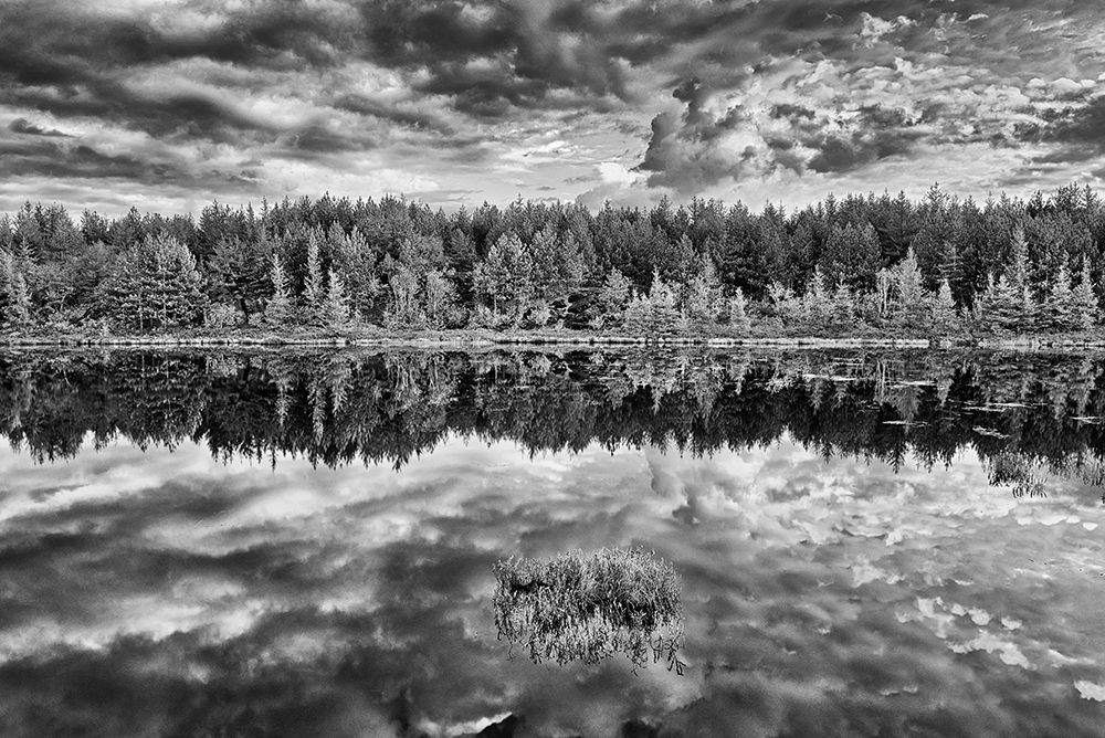 Canada-Ontario-Greater Sudbury Black and white of lake grasses and cloud reflections at sunrise art print by Jaynes Gallery for $57.95 CAD