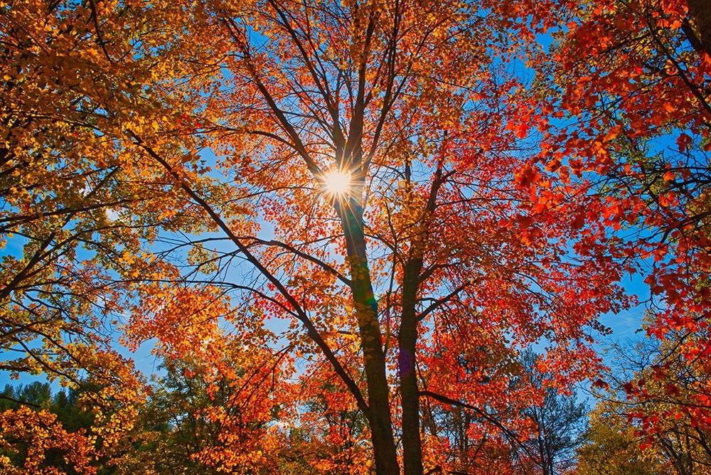 Canada-Ontario-Chutes Provincial Park Sunburst on autumn tree foliage art print by Jaynes Gallery for $57.95 CAD