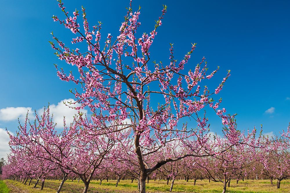 Canada-Ontario-Grimsby. Peach orchard in bloom. art print by Jaynes Gallery for $57.95 CAD
