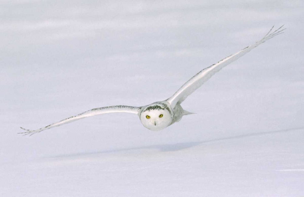 Canada, Quebec Snowy owl flies low over snow art print by Gilles Delisle for $57.95 CAD