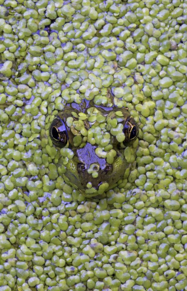 Canada, Quebec Green frog in duckweed water art print by Gilles Delisle for $57.95 CAD