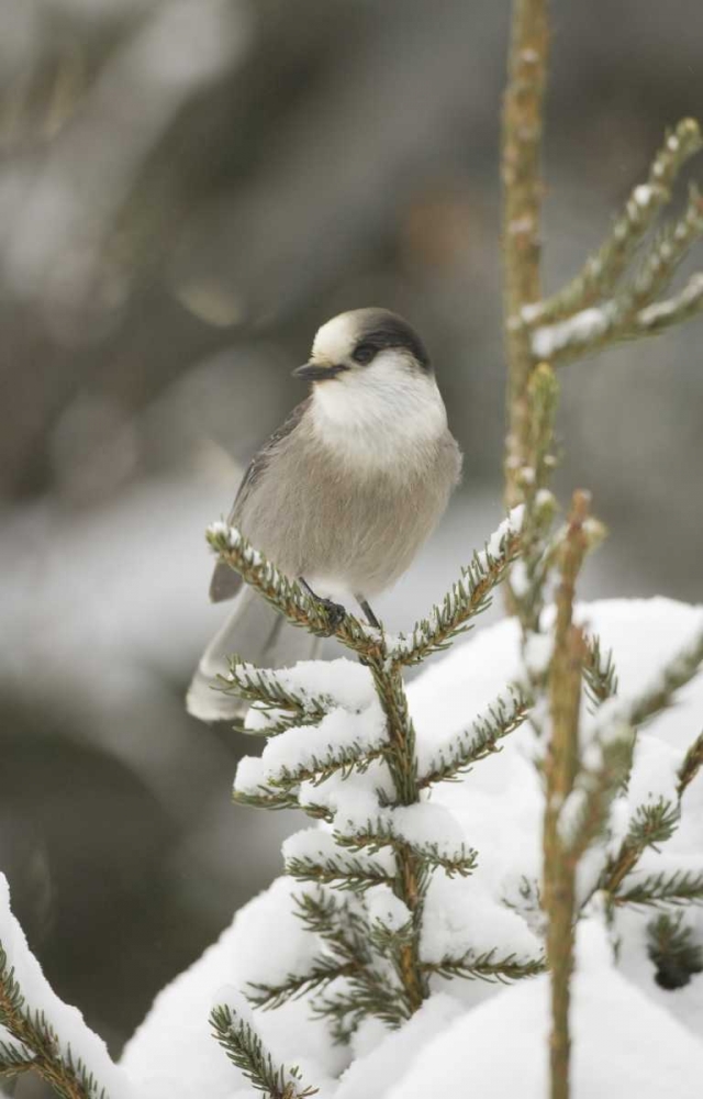 Canada, Quebec Gray jay perched on snowy pine art print by Gilles Delisle for $57.95 CAD
